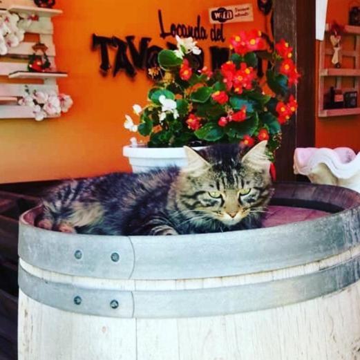 Locanda Del Tavolo Matto Potenza Picena Dış mekan fotoğraf